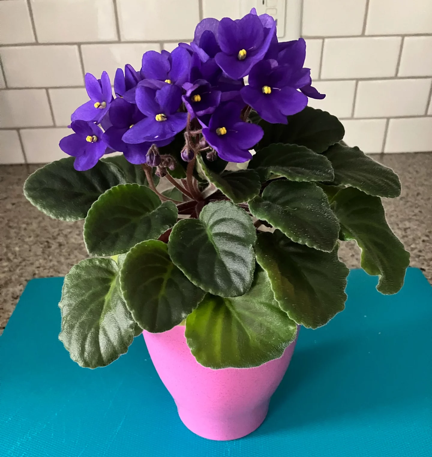 African Violet