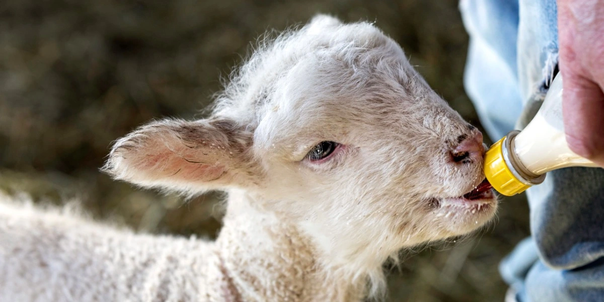 Baby Lamb Feeding