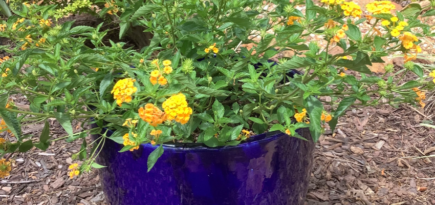 Blue Vase Lantana