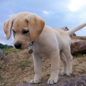 Labrador Puppy