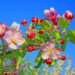 Apple Blossom