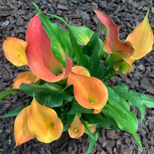 Calla Lily