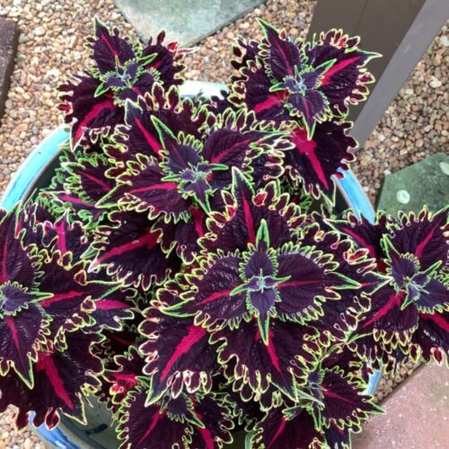 Coleus