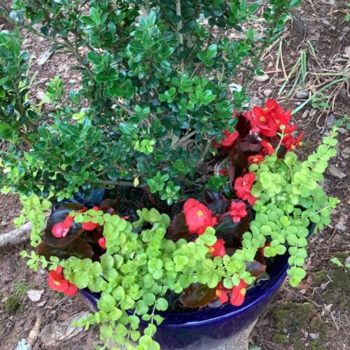 Creeping Jenny & Begonias