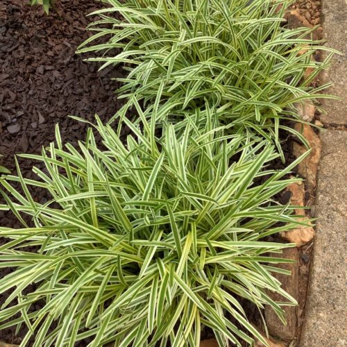 Grass
