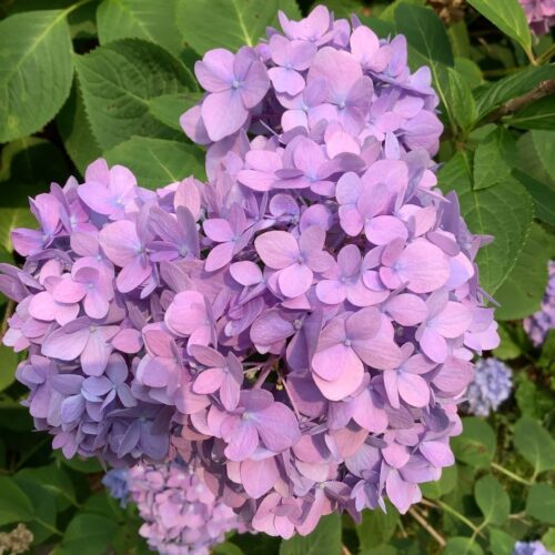 Hydrangea