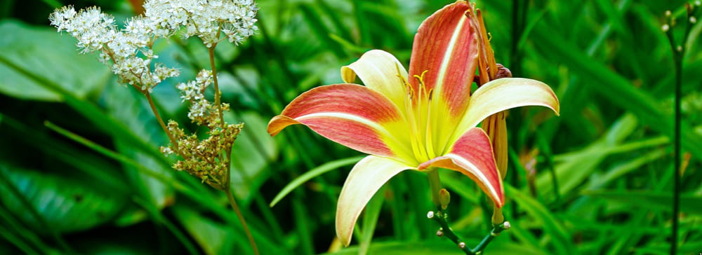 Lily