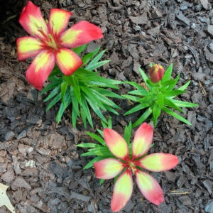 Lily