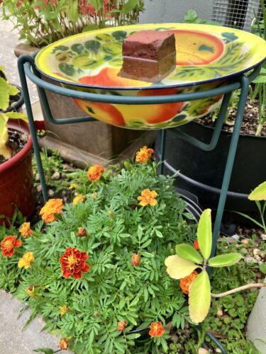 Marigold