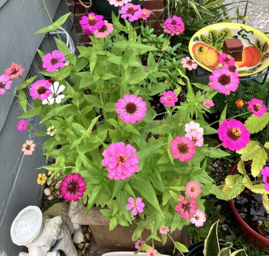 Zinnias