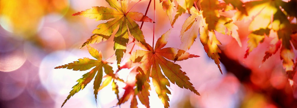 Maple Leaves