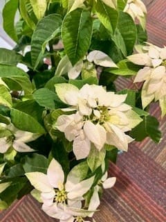 White Poinsettia