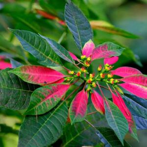 Poinsettia